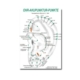 Wandtafel Ohrakupunktmassage-OAM 2, kartonstark